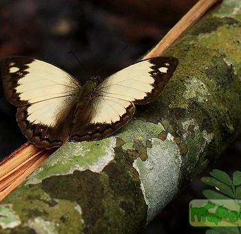 Cymothoe jodutta