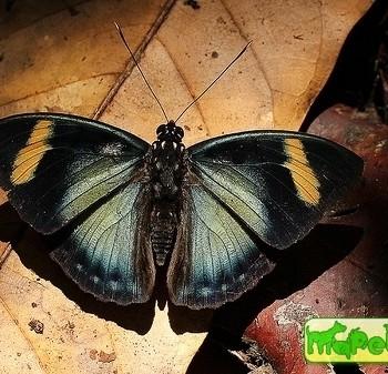 Euphaedra ravola