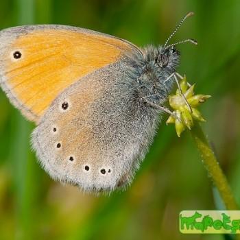 Coenonympha symphita