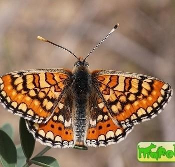 Euphydryas orientalis