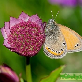 Coenonympha leander