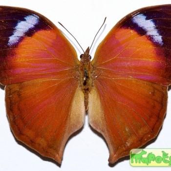 Salamis anteva