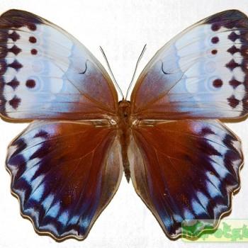 Stichophthalma camadeva