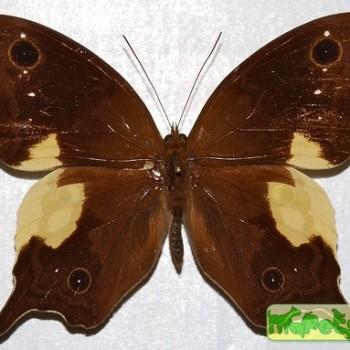 Neorina lowii