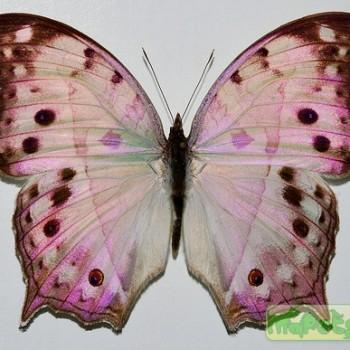 Salamis parhassus