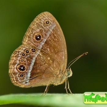 Mycalesis oroatis