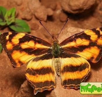 Symbrenthia lilaea