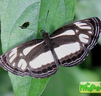 Neptis nebrodes
