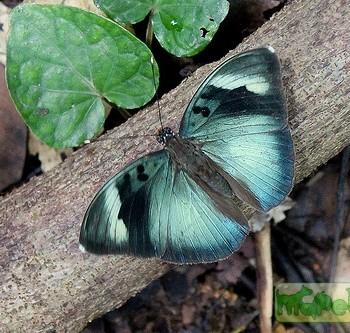 Euphaedra medon
