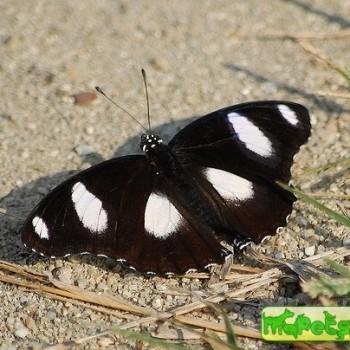 Athyma punctata