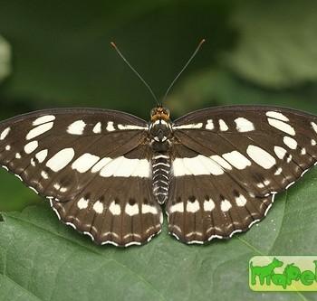 Neptis hylas