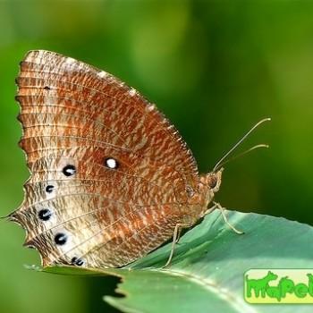 Elymnias panthera