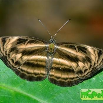 Neptis harita