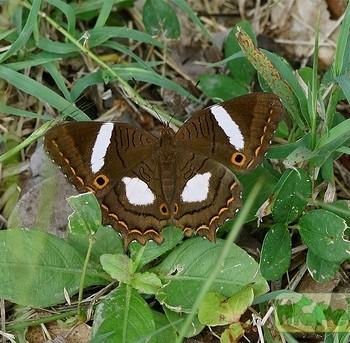 Anartia chrysopelea