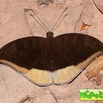 Tanaecia lepidea