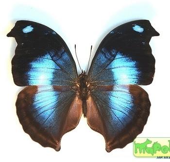 Napeocles jucunda
