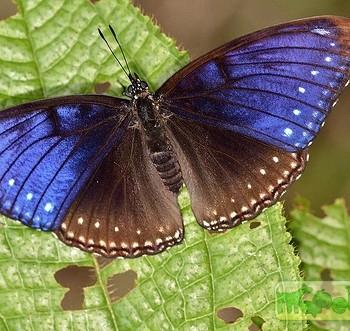 Hypolimnas anomala
