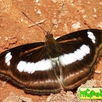 Athyma cama