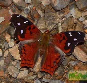 Hypanartia cinderella