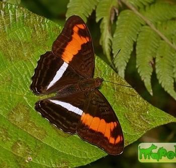 Adelpha sichaeus