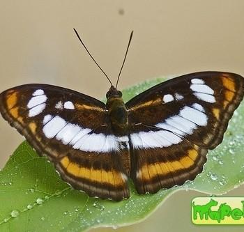 Athyma nefte