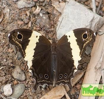 Neorina crishna