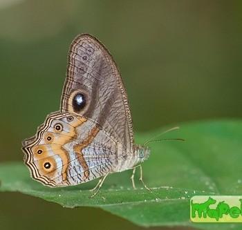 Erites angularis
