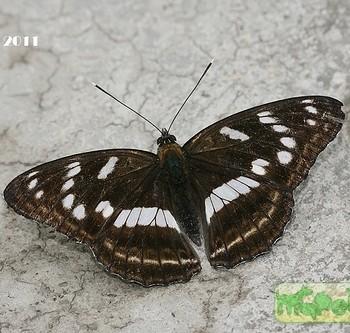 Limenitis moltrechti