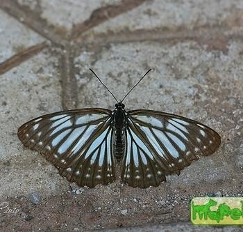 Litinga mimica