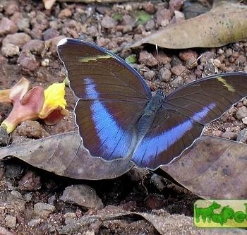 Euphaedra harpalyce