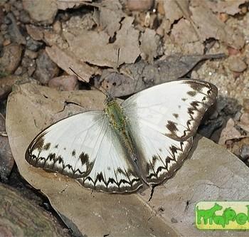Cymothoe caenis