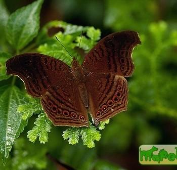 Junonia stygia