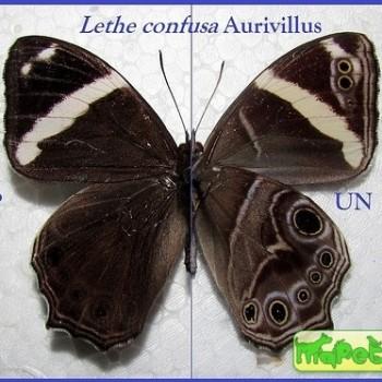 Lethe confusa