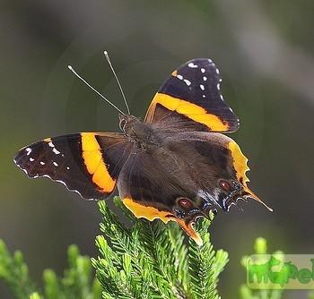 Antanartia borbonica