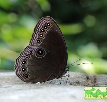 Ethope himachala