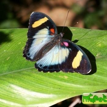 Euphaedra themis