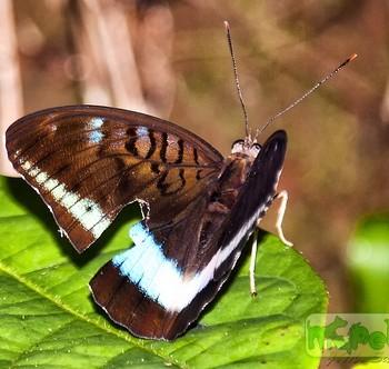 Tanaecia calliphorus