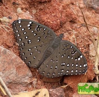 Hamanumida daedalus