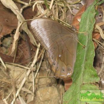 Lethe satyrina
