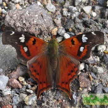 Hypanartia lindigii