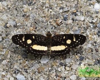 Castilia angusta