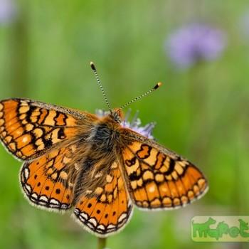 melitaea varia