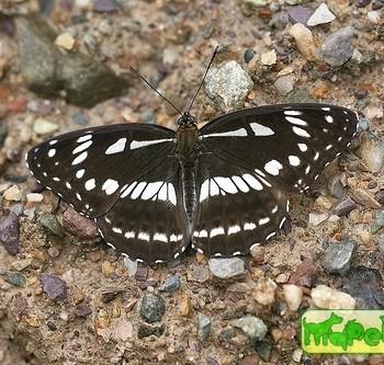 Limenitis homeyeri