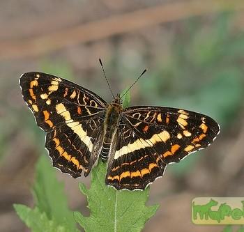 Araschnia prorsoides