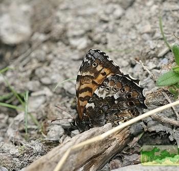 Neope agrestis