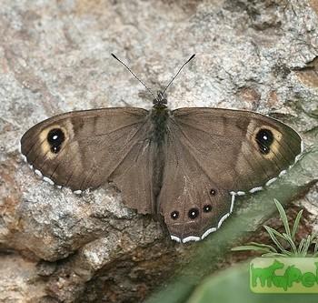 Lasiommata minuscula