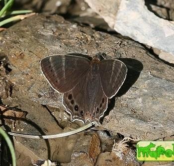 Lethe argentata