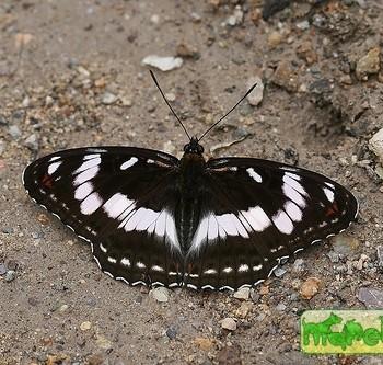 Limenitis sydyi