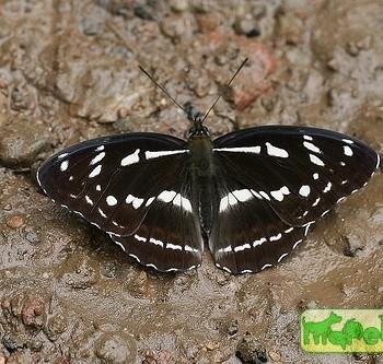 Limenitis misuji