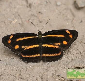 Neptis ananta